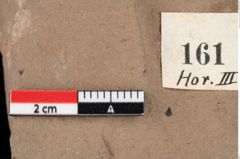 Foto (Detailansicht) von Glyptostrobus europaeus Brongniart (NHMW-GEO-2024-0188-0161)